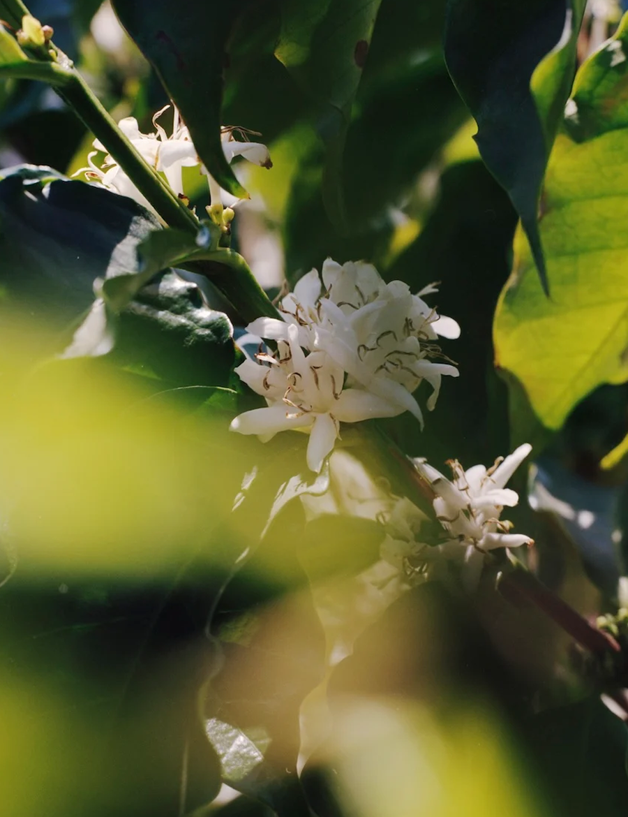 Sourcing_Brazil_September_2022_La_Cabra_Coffee12-v1746004736038.png